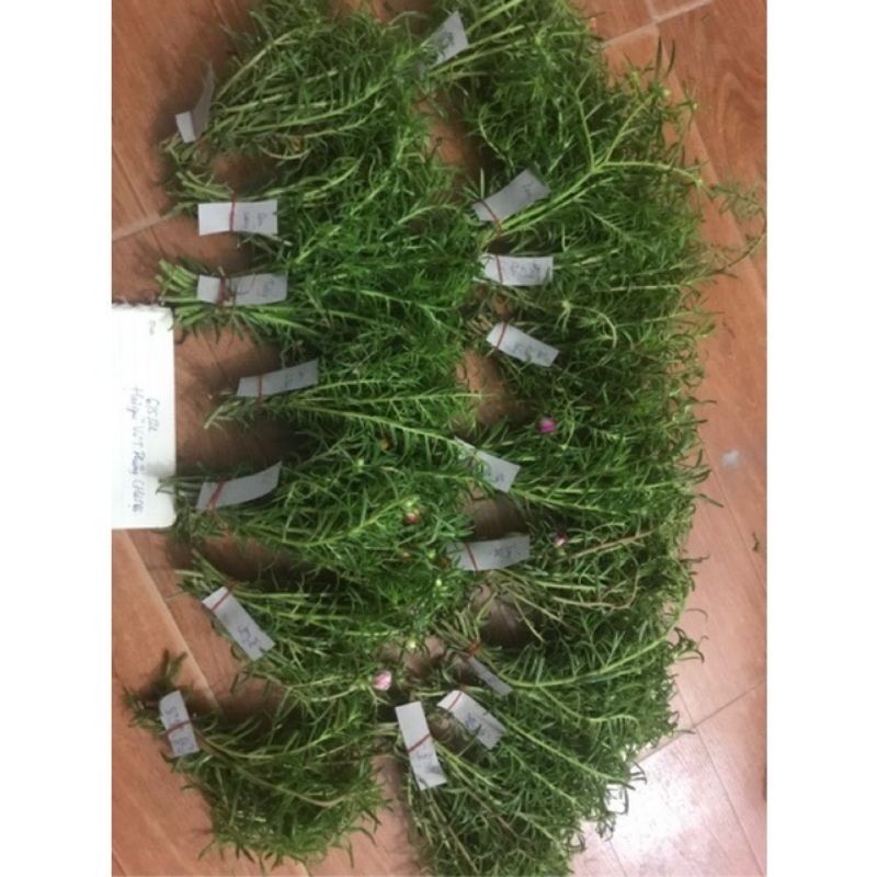Hoa mười giờ thái(1 bó) HOA TẾT