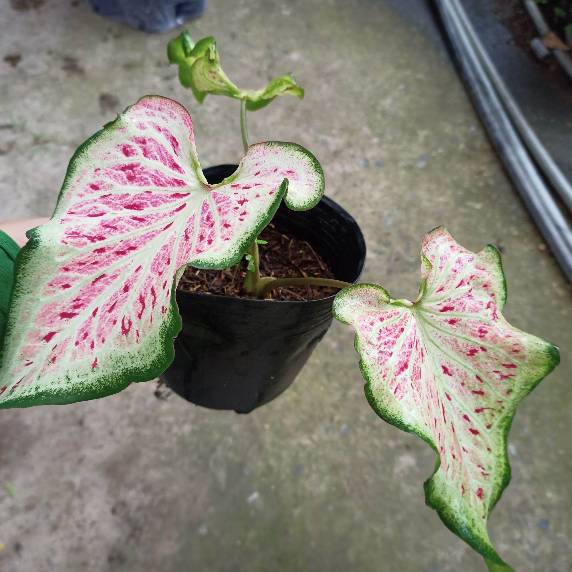 Cây môn dưa hấu - watermelon caladium