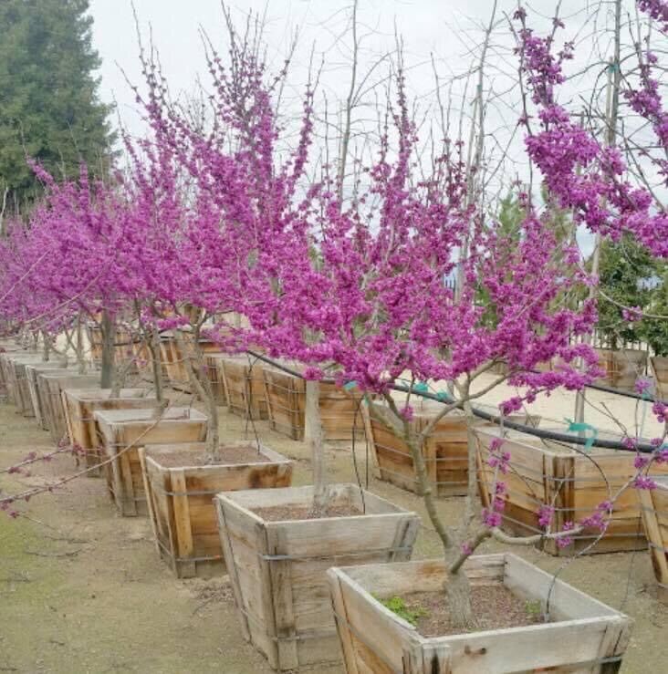 Cây hoa hạnh phúc vv