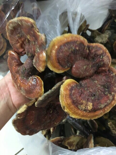 500g nấm lim xanh
