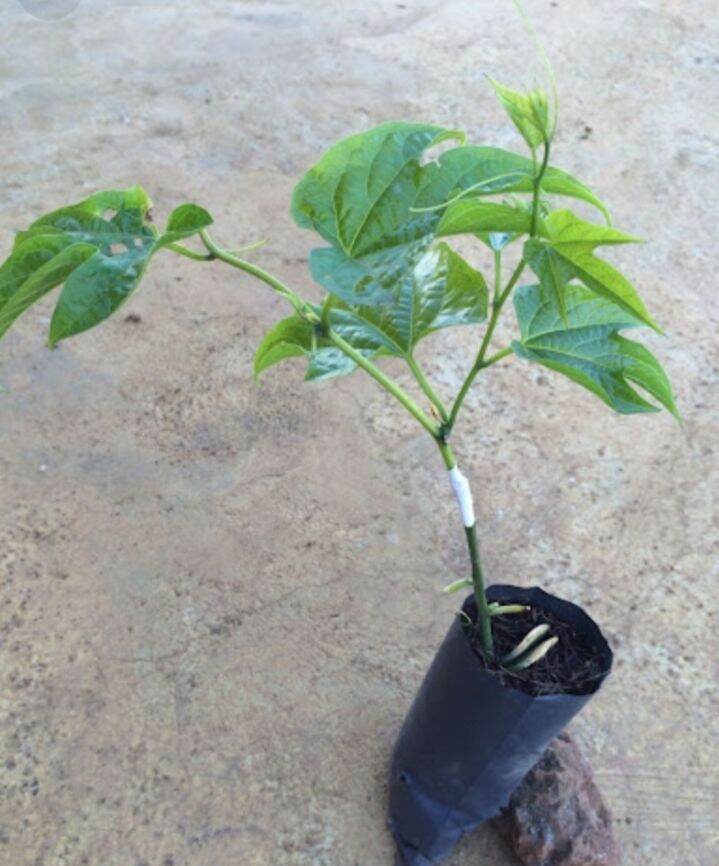 Cây gấc giống leo giàn