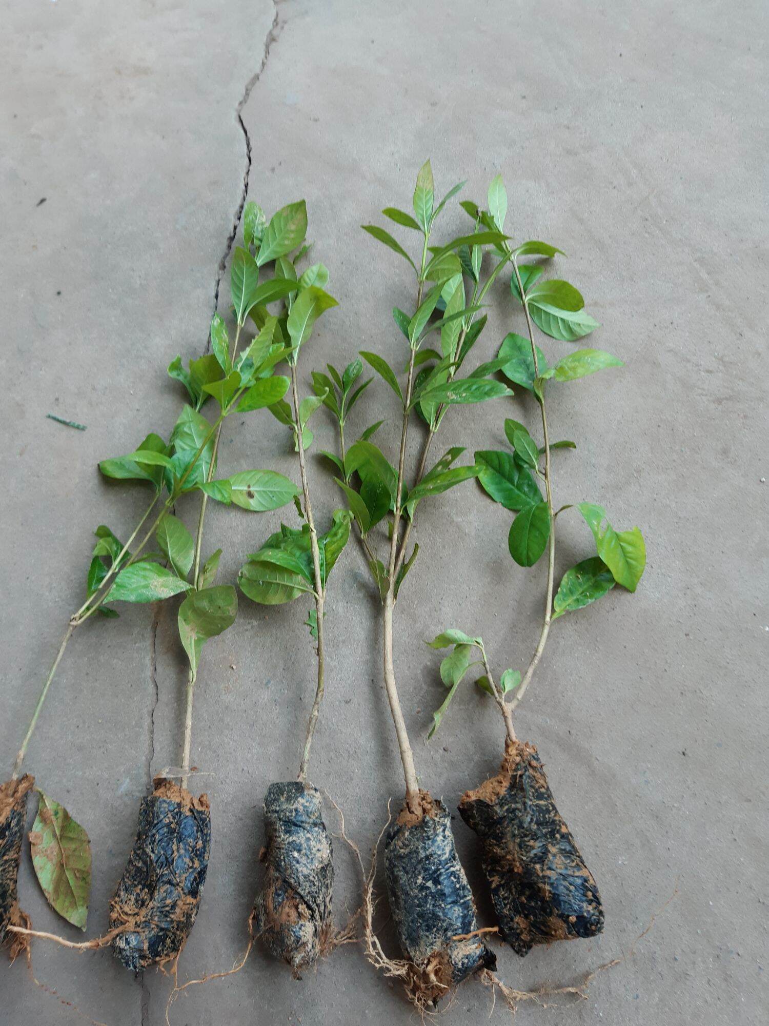 cây giống dành dành(cây bạch thiên hương)cao từ 35 tới 45cm