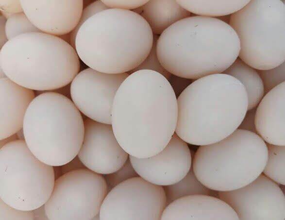 40 Trứng giả bồ câu