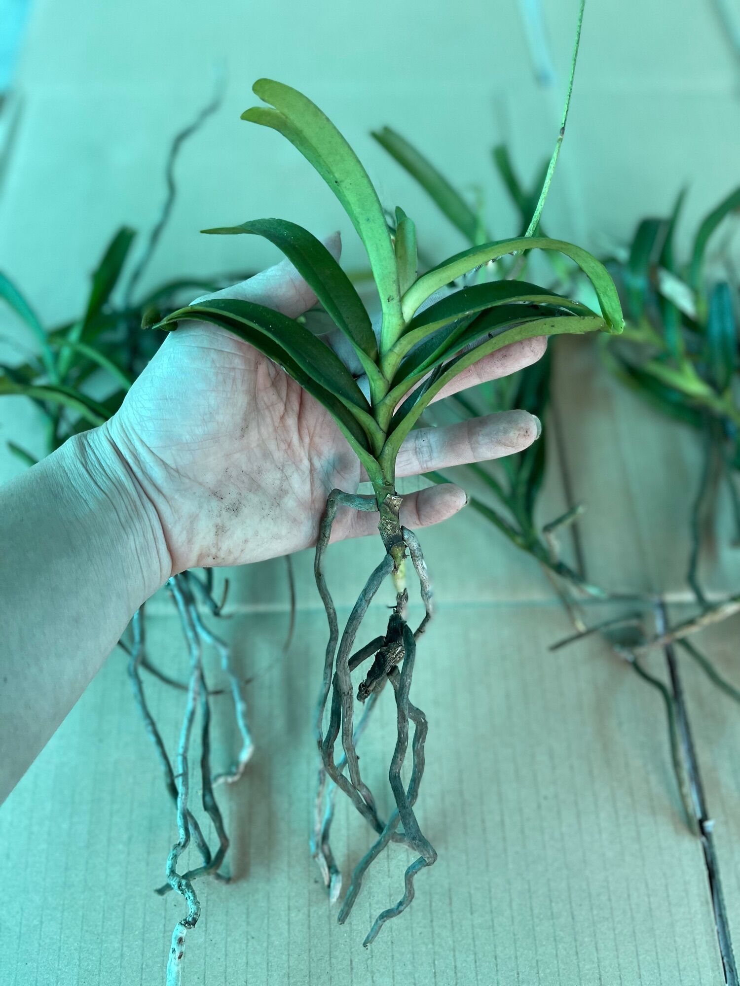 Hoa Lan hoàng tử đỏ(cây giống)