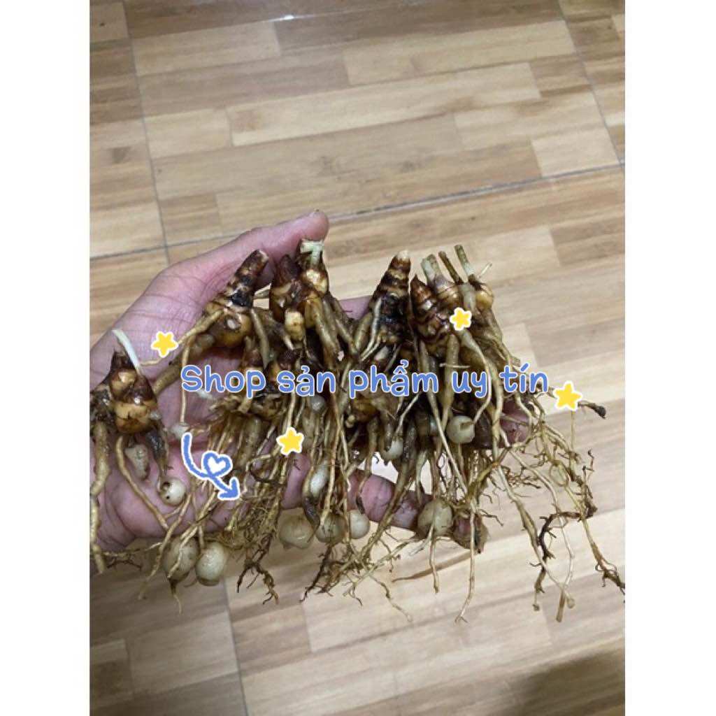 Tam thất rừng lá đỏ
