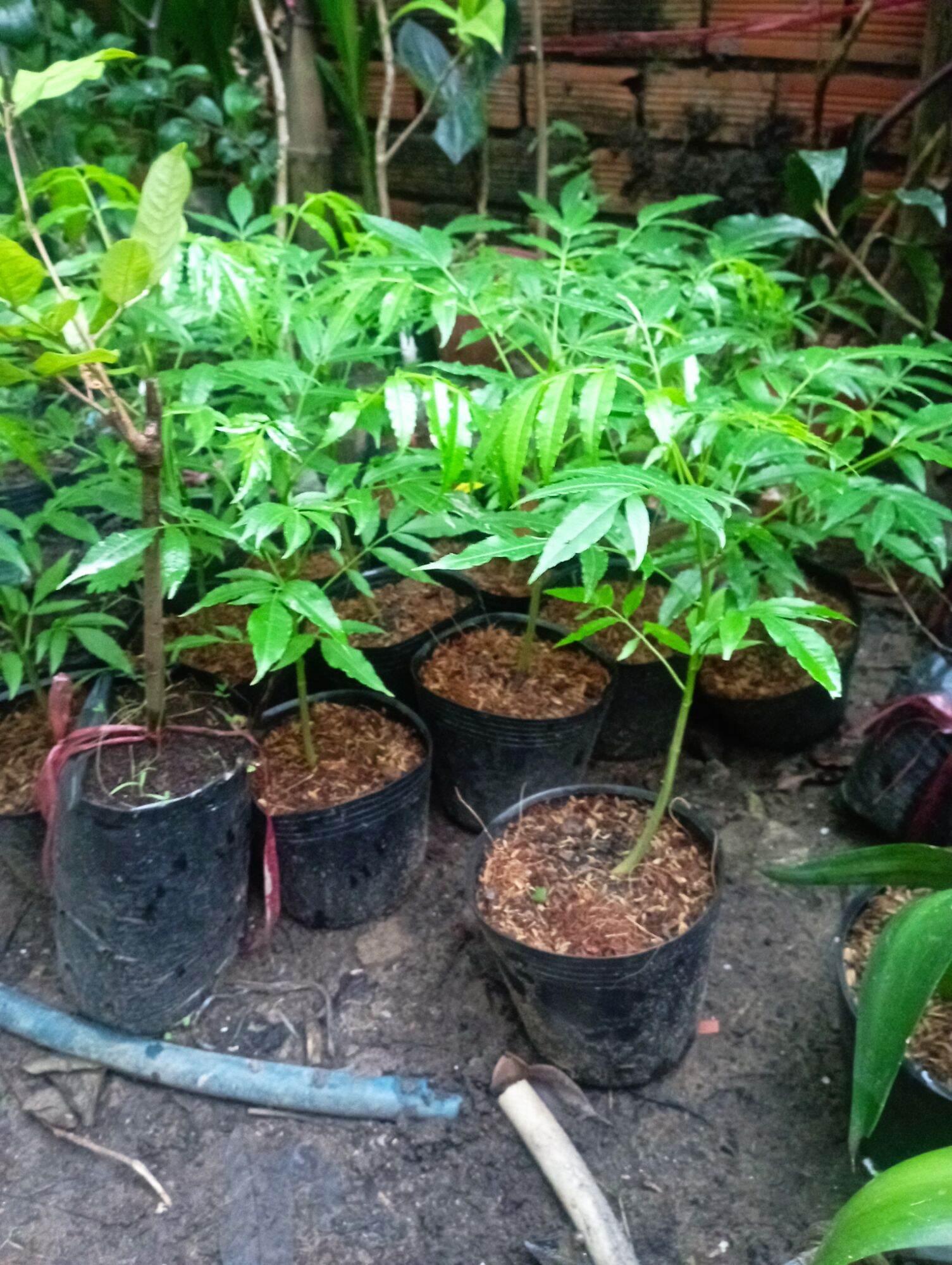 cây giống Cóc Cầy Thái