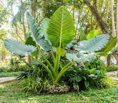 Cây ráy voi (củ giống to có rễ)