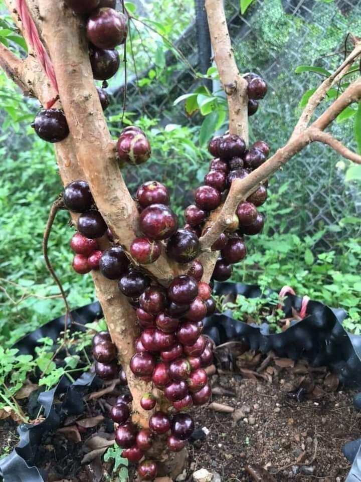 Wooden Grain Grape Seedlings 12 Crops/ Quarterly, Depending on the Lot, for Male Children in the South