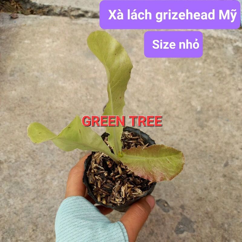 Combo 5 cây, 10 cây giống cải xà lách grizehead Mỹ