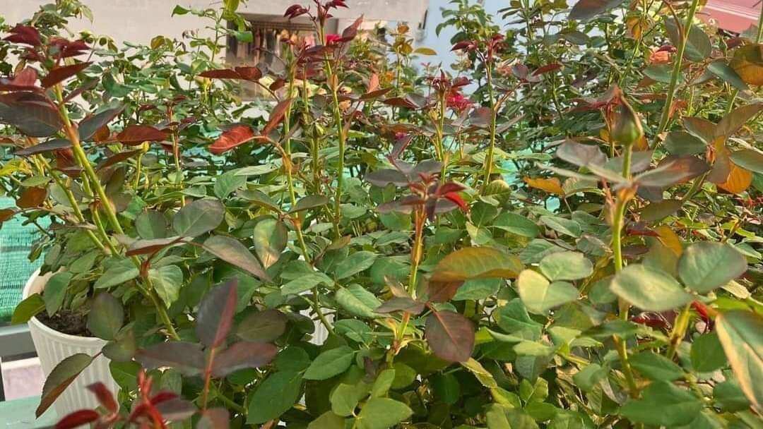 2 Kg Phân Siêu Bật Mầm Hoa