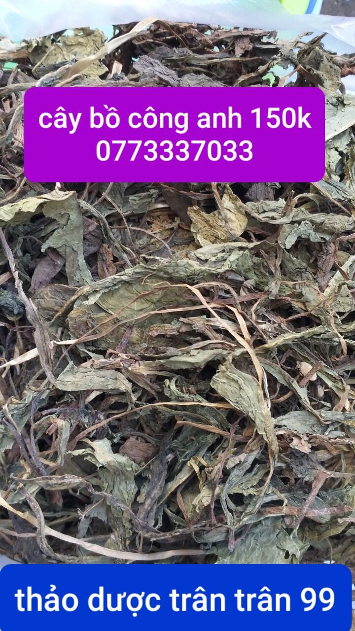 cây bồ công anh phơi khô 1kg