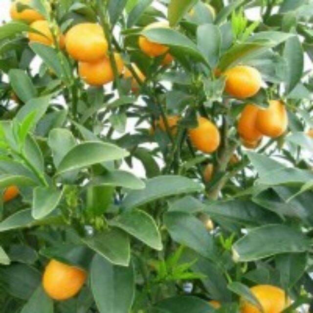 cây tắc mỹ ngọt