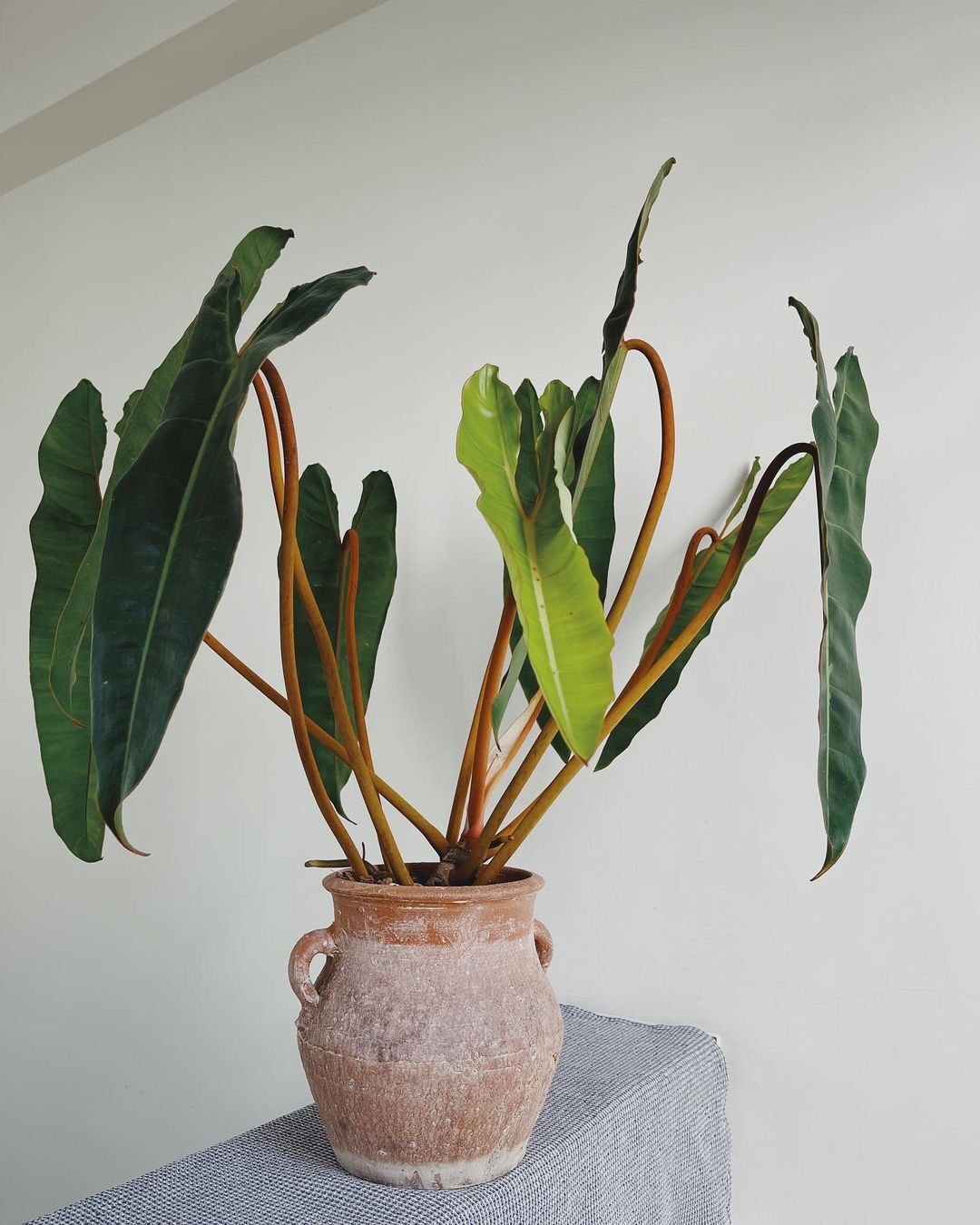 Philodendron Billietiae/Cây Hồng Hạc/Hạc Cam size mini