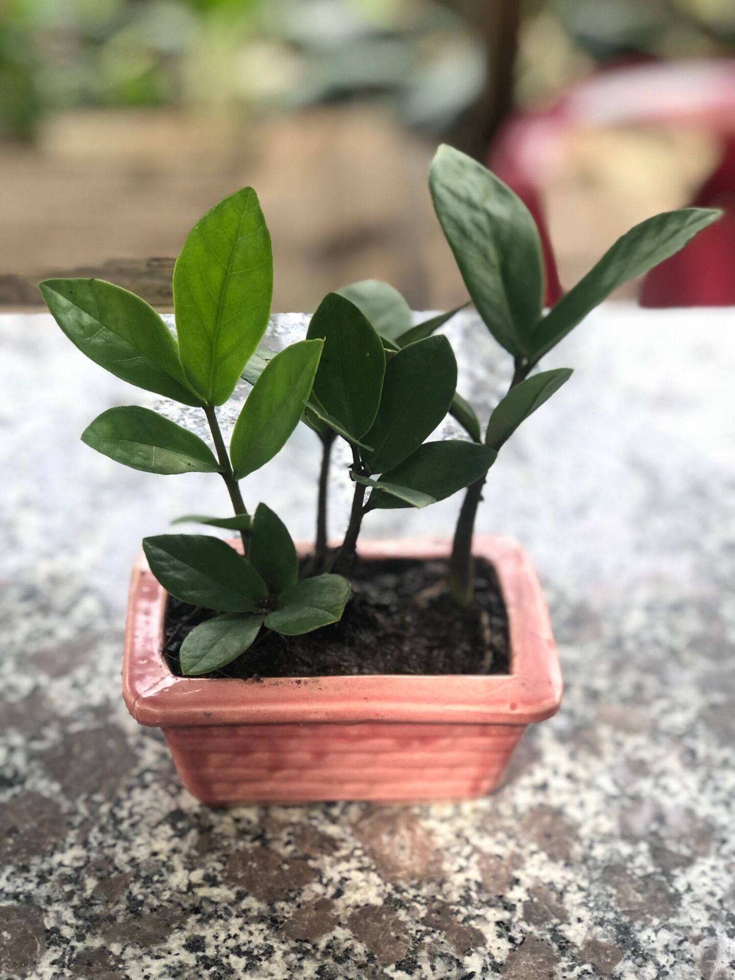 Mầm cây kim tiền mini giống