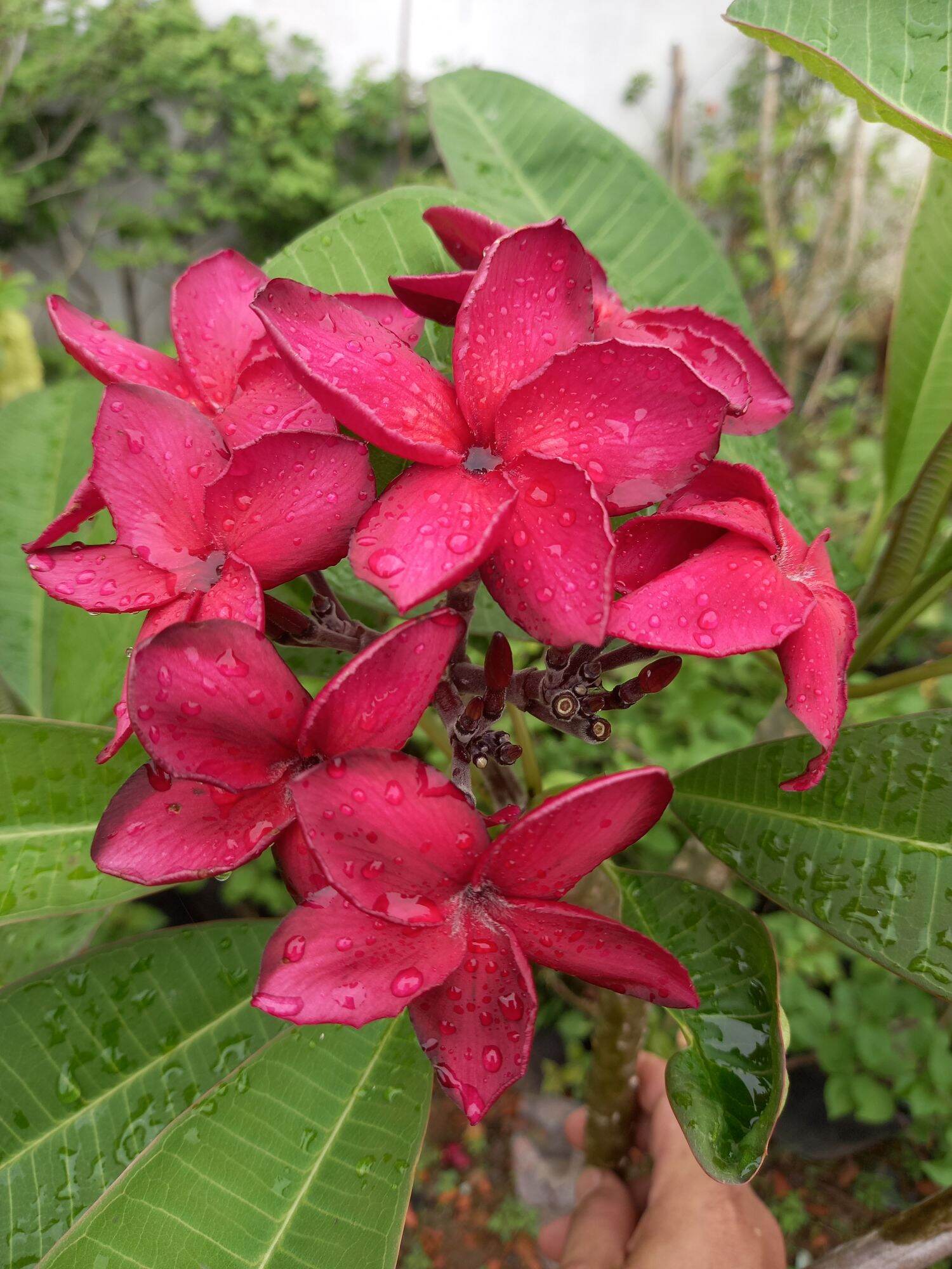 cây sứ đỏ nhung hoa thơm