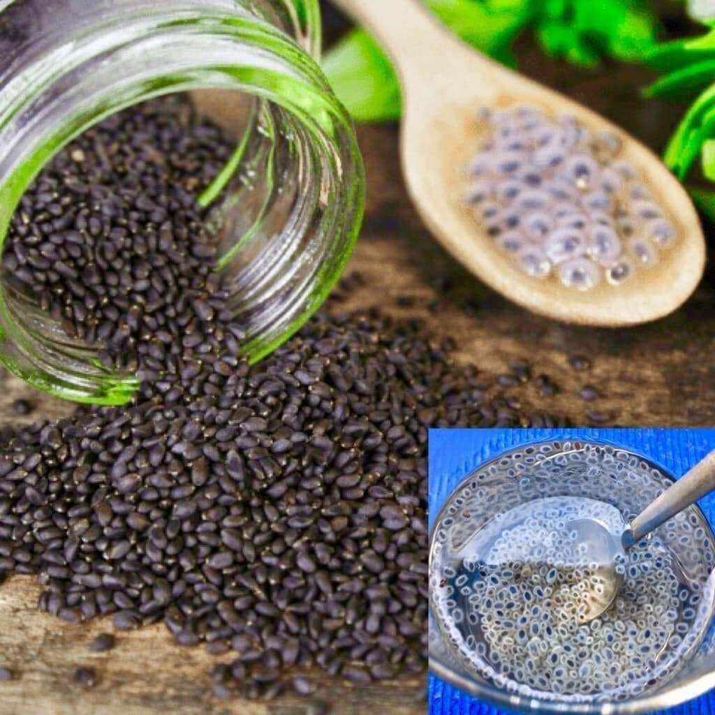 500g Hạt é Phan Rang Loại 1