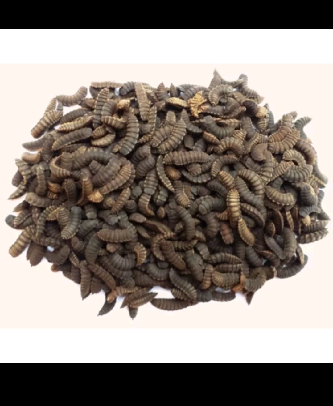 SÂU CANXI SẤY KHÔ (dùng cho bò sát hủ 100g)