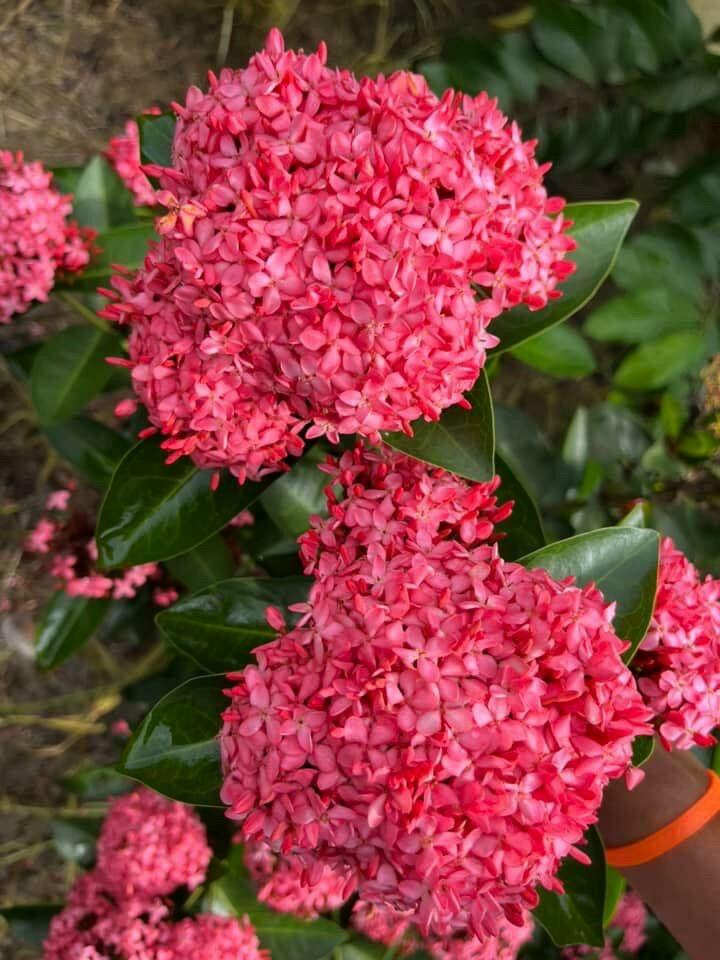 Cây giống trang tím sen Vĩnh Châu (cây ảnh cuối)