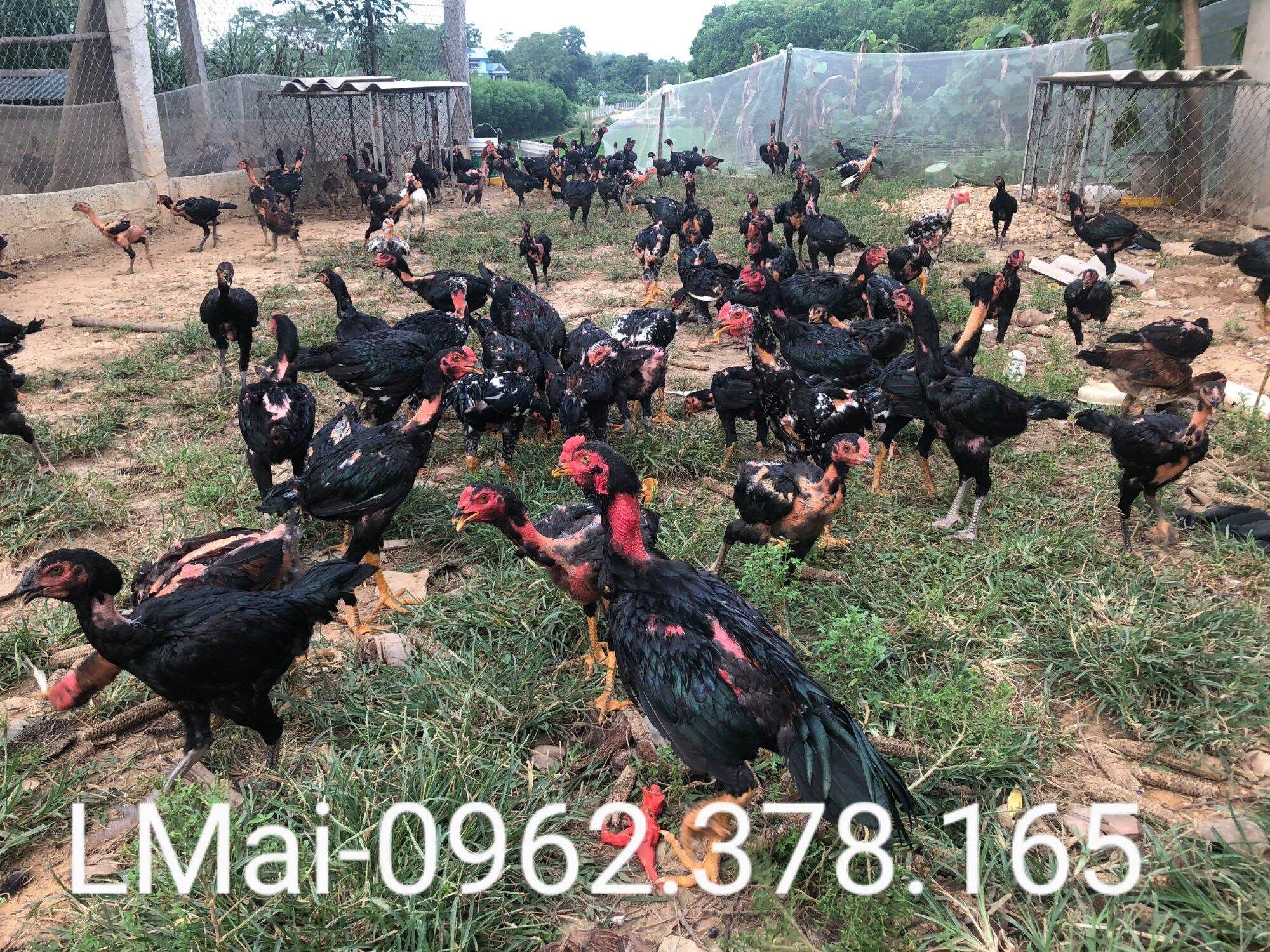 Combo 10 trứng gà chọi ấp nở
