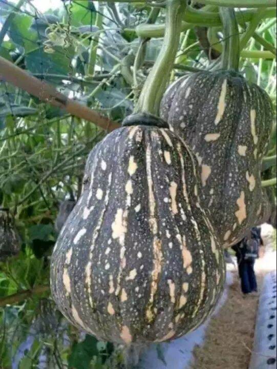 Hạt giống bí hồ lô