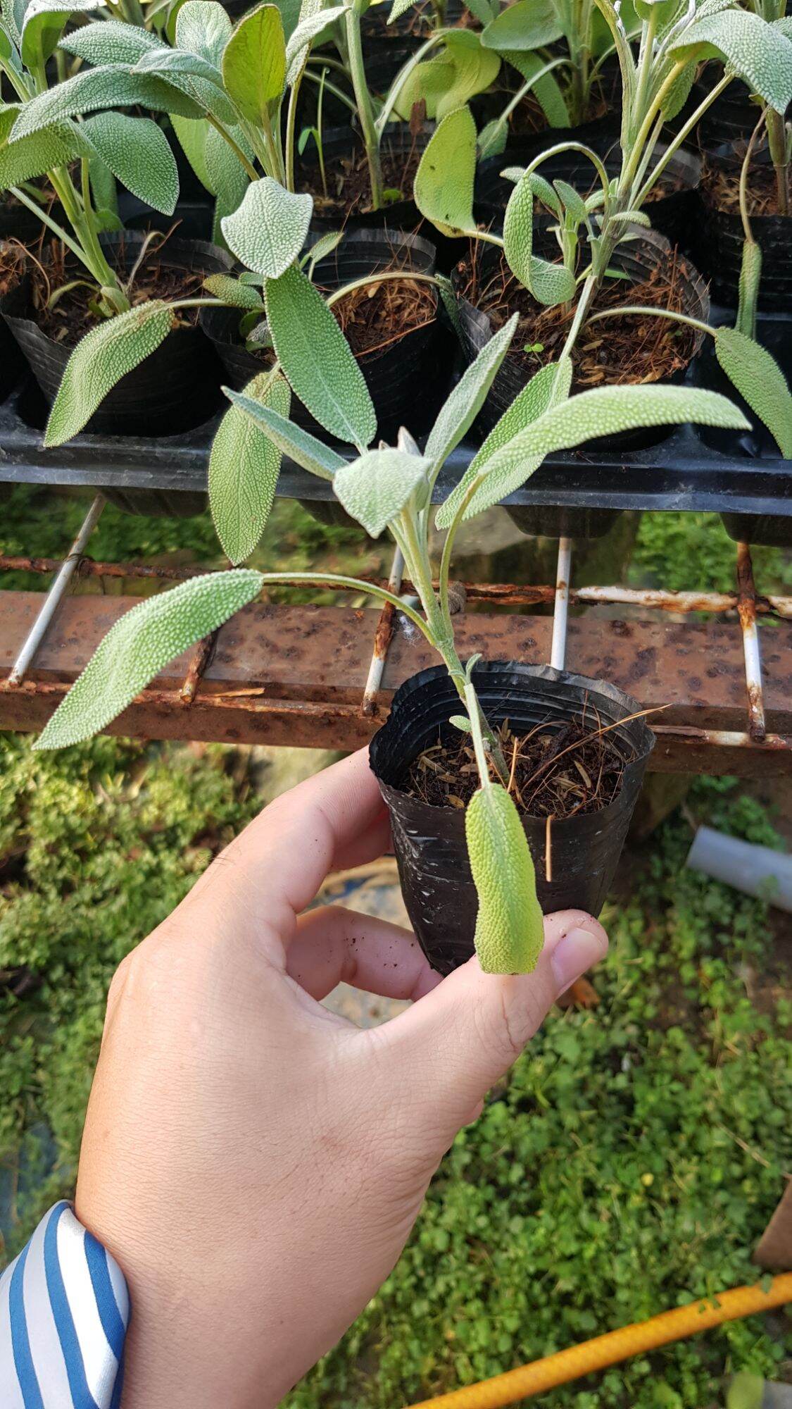 cây giống xô thơm( sage)