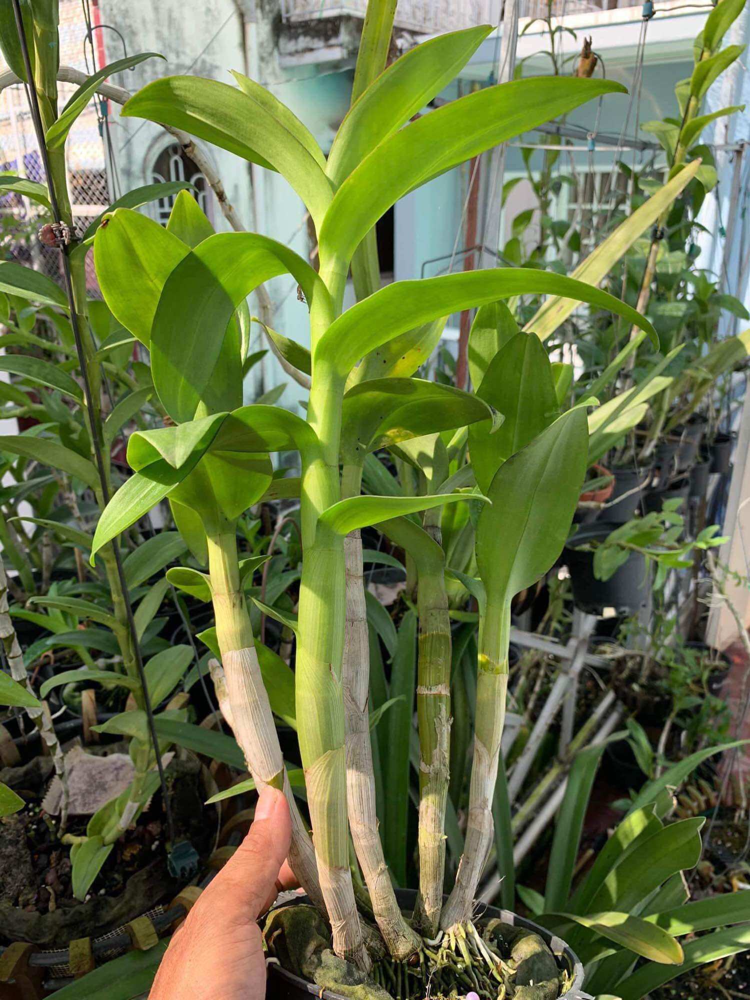 PHÂN TRUNG LƯỢNG Manhê Sunphat (Magie Sulphate)