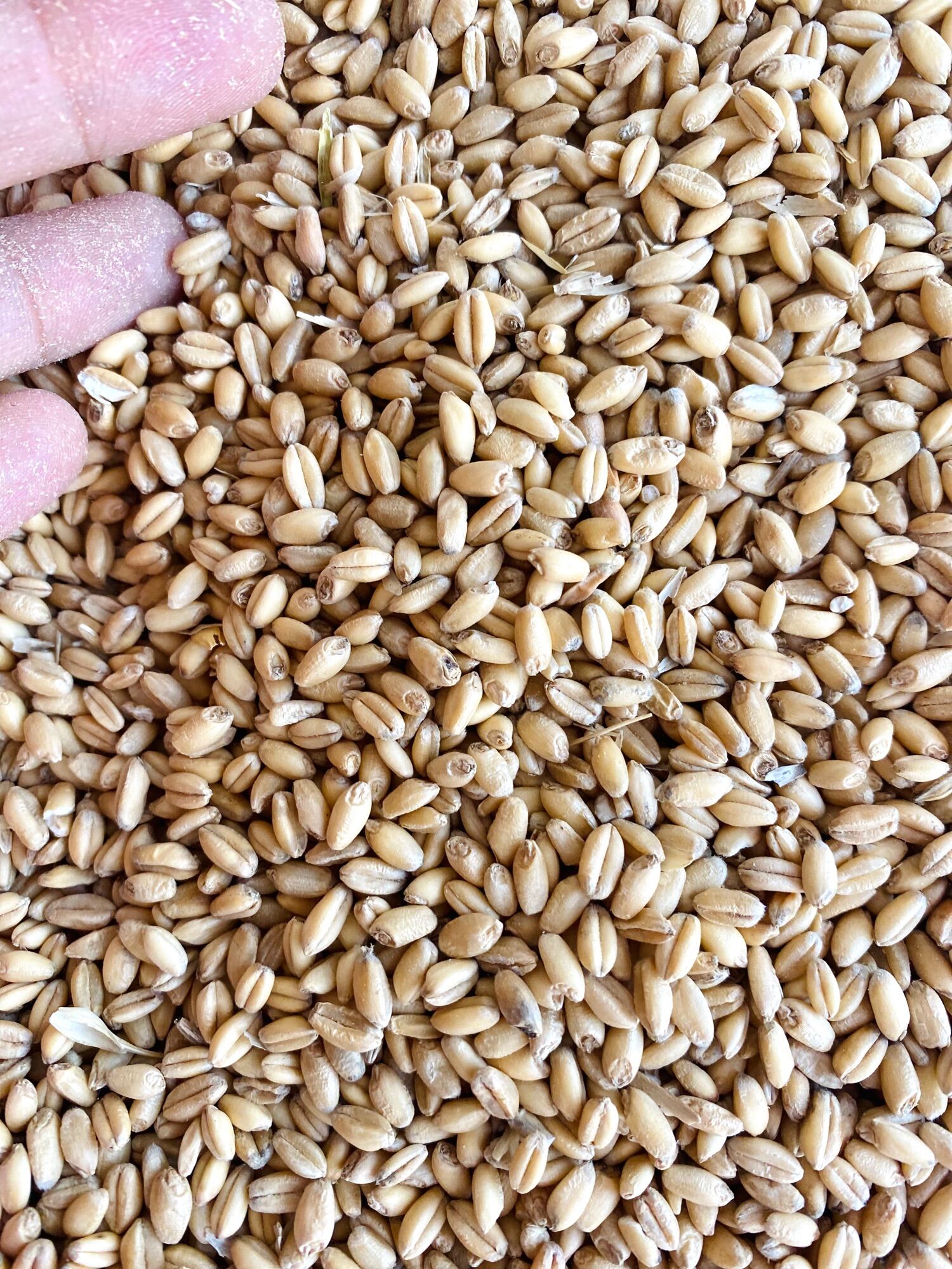 1kg Lúa mì dùng làm thức ăn cho gà đá, yến phụng, vẹt