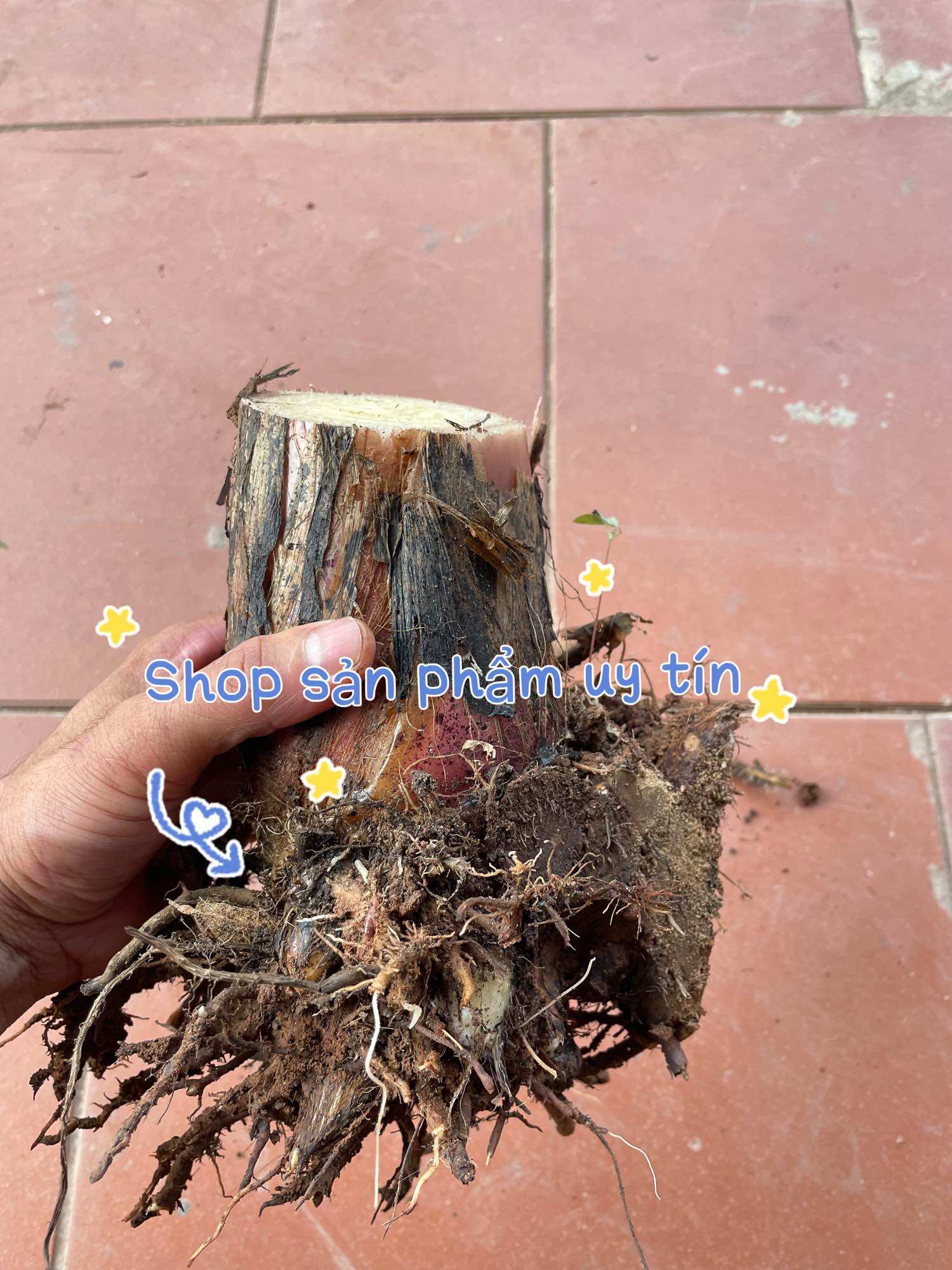 Chuối hột rừng (gốc giống)