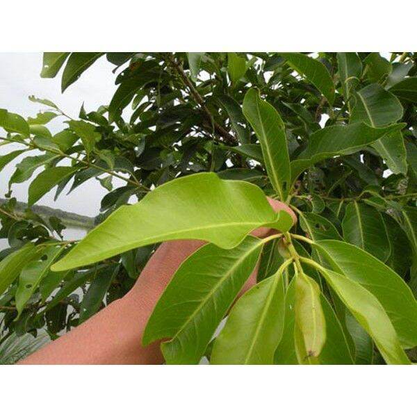 lá vối tươi 1kg