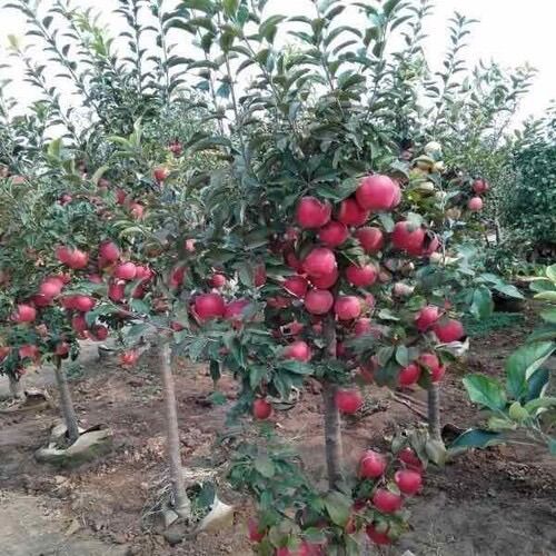 Cây giống táo đỏ lùn siêu trái