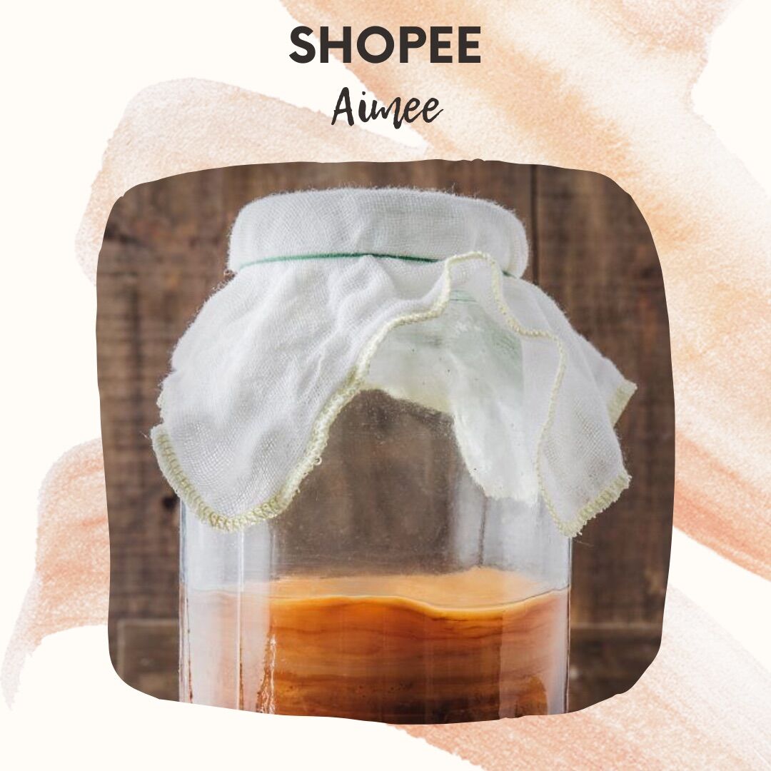 Trà Kombucha, giống Kombucha