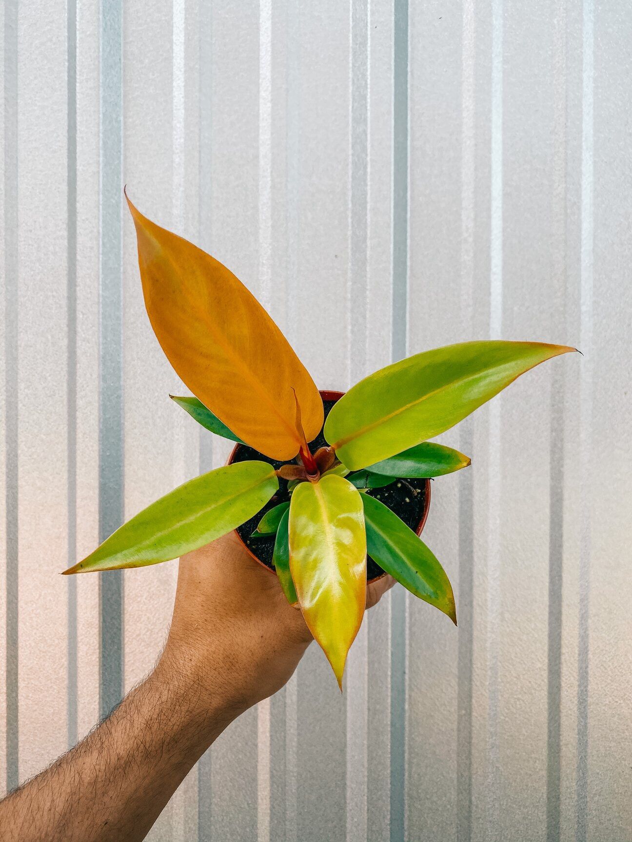 Trầu bà đế vương đỏ nâu
