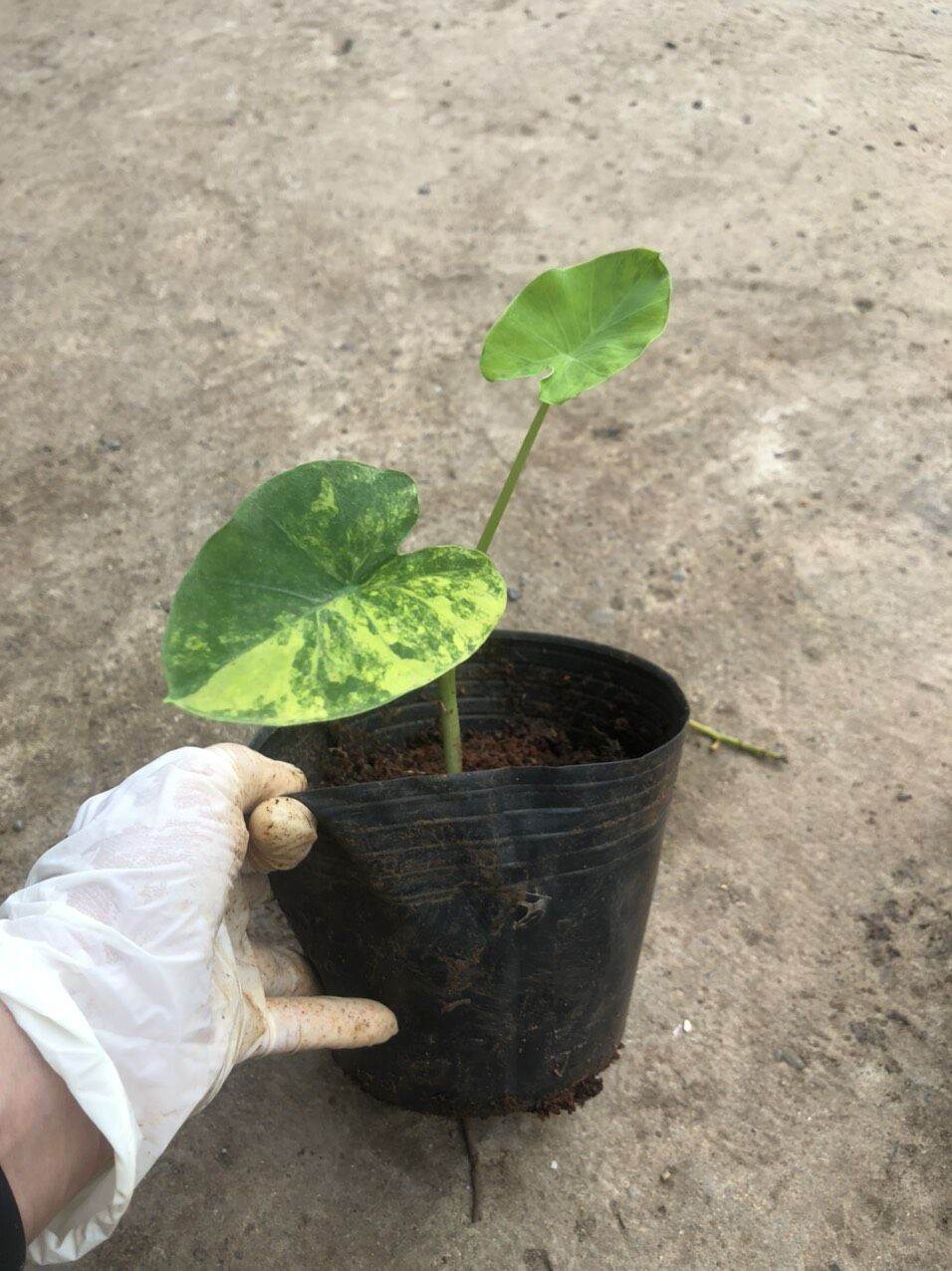 Chậu cây colocasia yellow splash