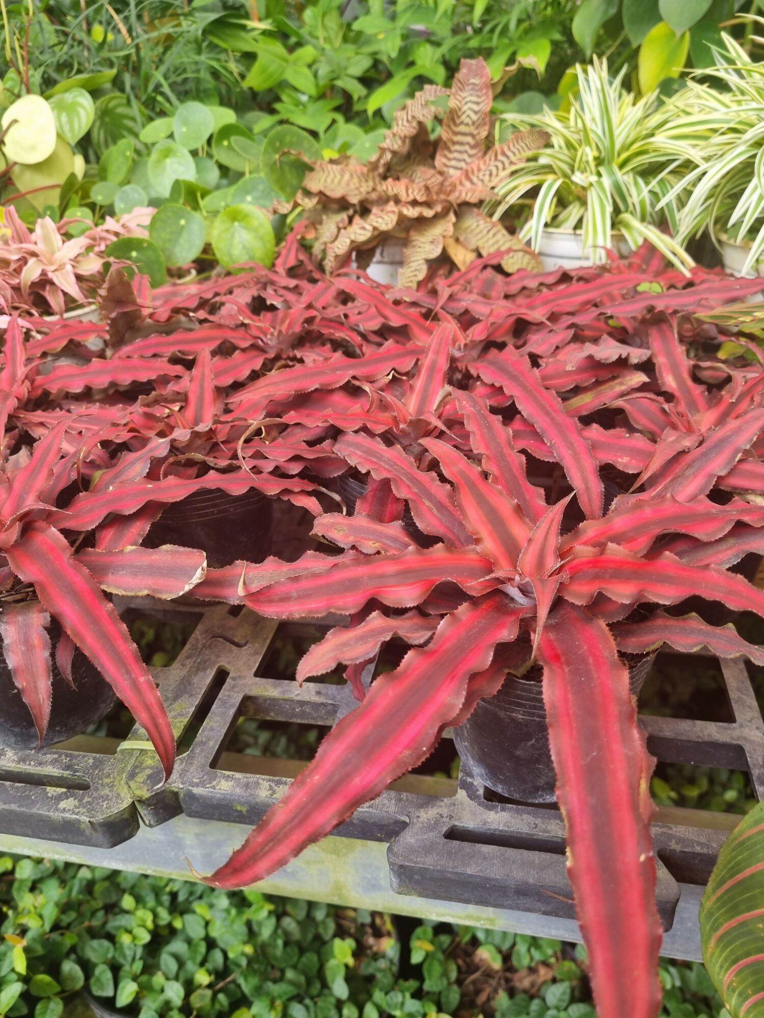 Cây dứa phụng
