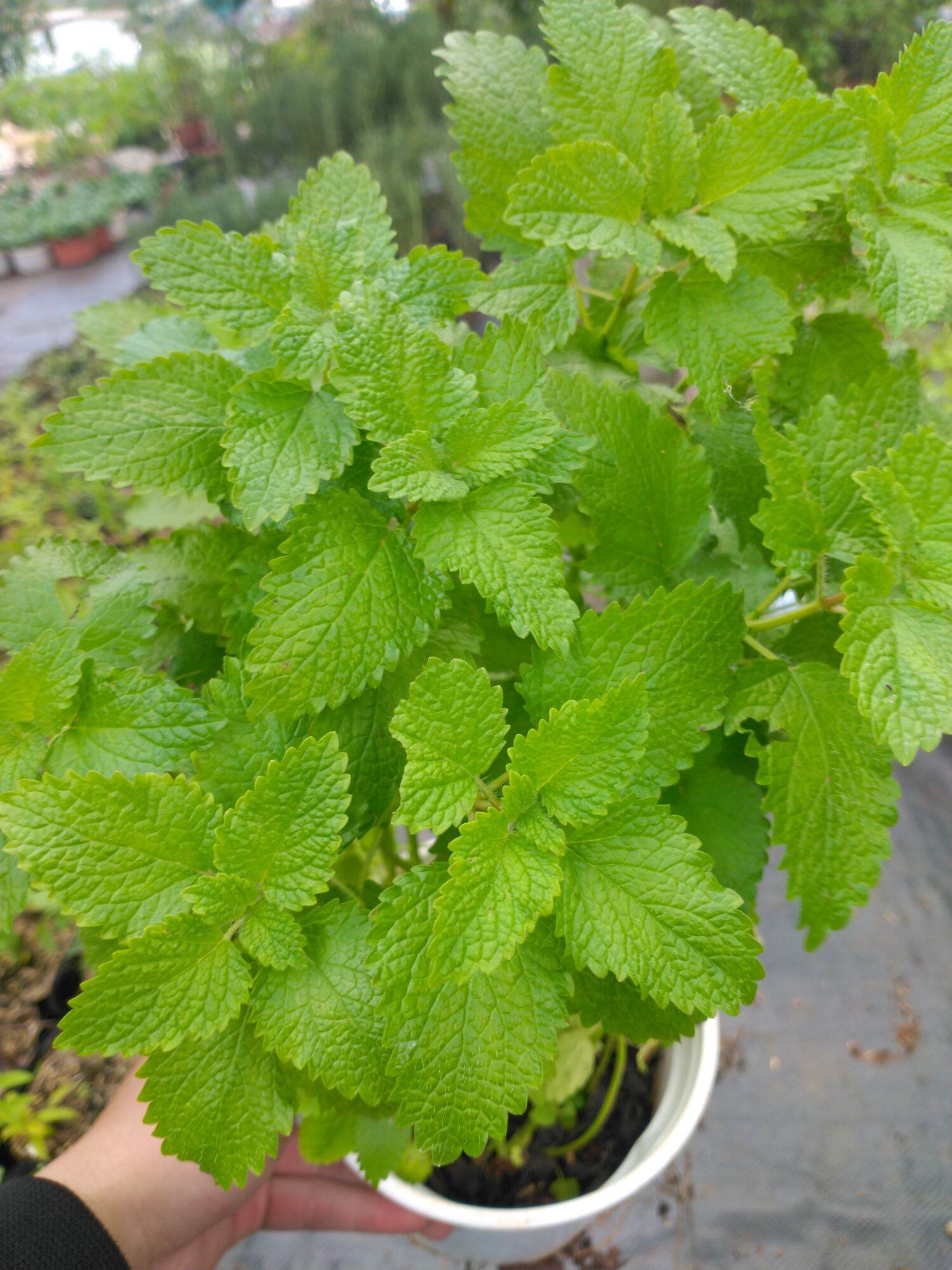 cây bạc hà chanh xả một chậu nhiều cây