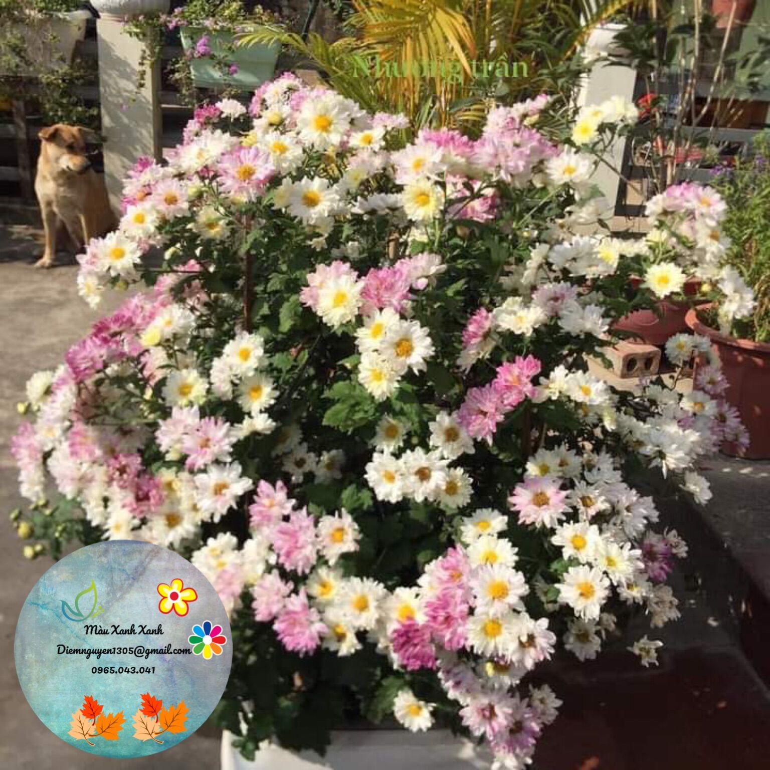 [CG] Cúc Cổ Đổi Màu giá 10k/cây