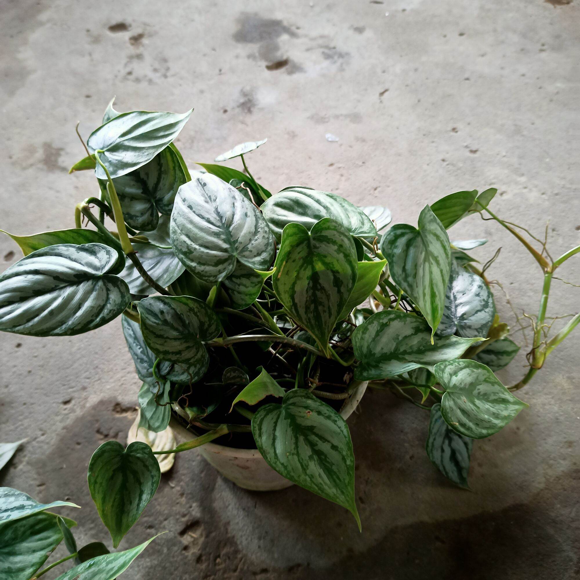 Cây philodendron brandtianum