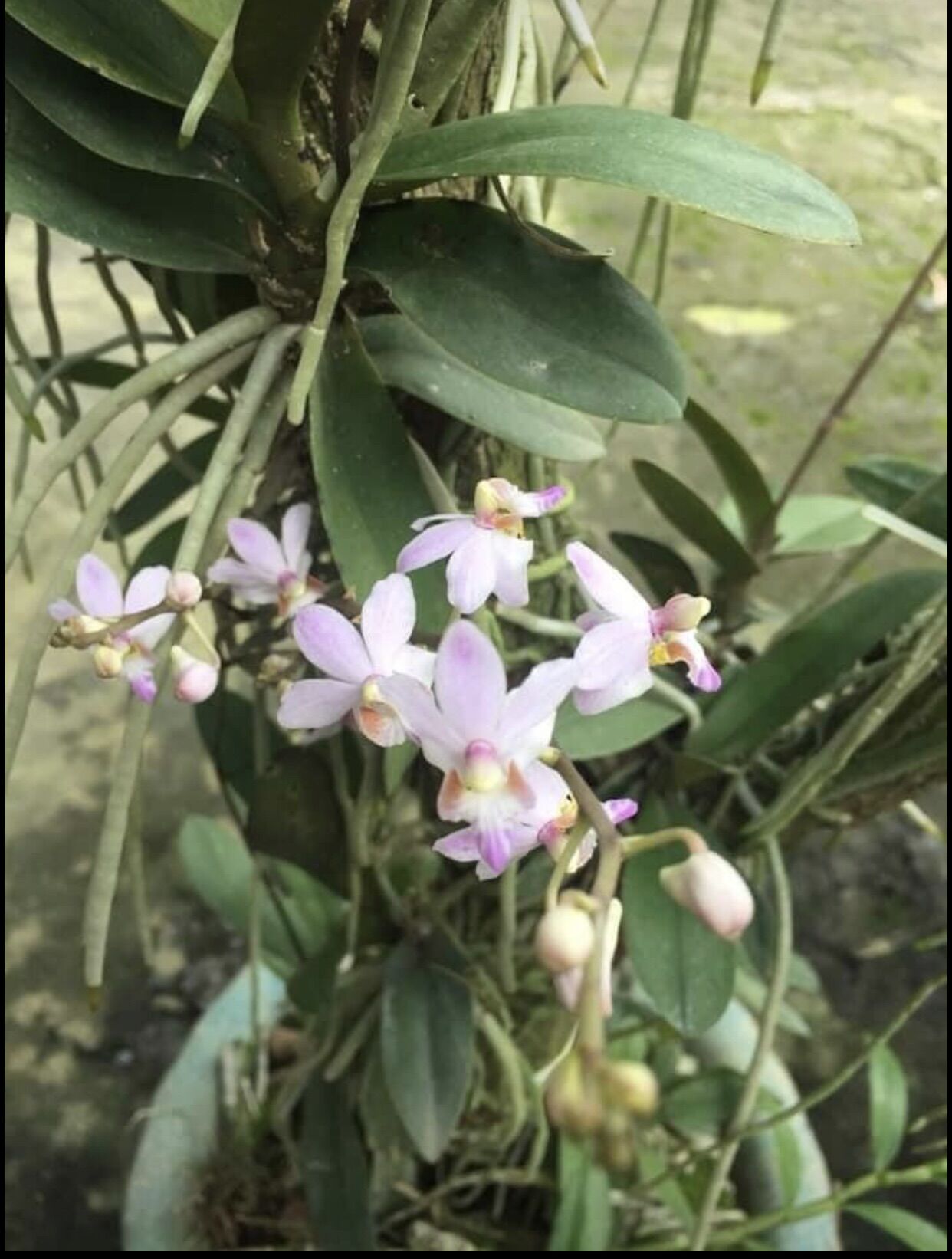 3 CÂY LAN RỪNG TIỂU HỒ ĐIỆP (hoa thơm lâu tàn) rất dễ trồng