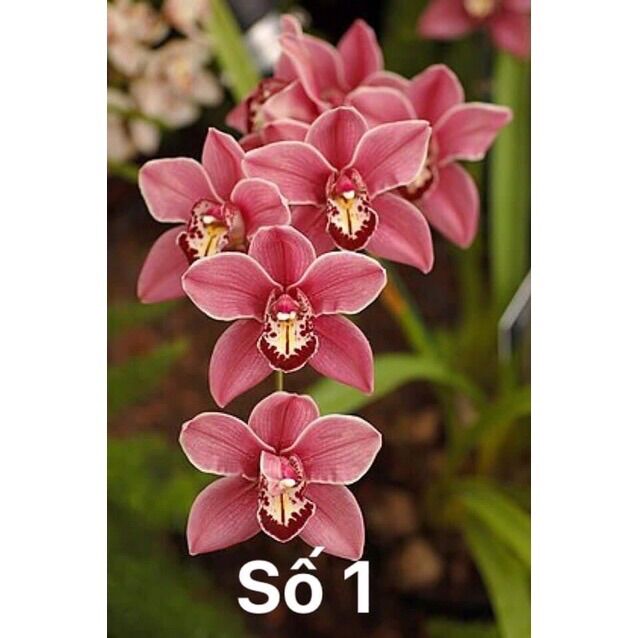Củ Hoa Địa Lan Luân Sỉ 5k(set 5 củ to)