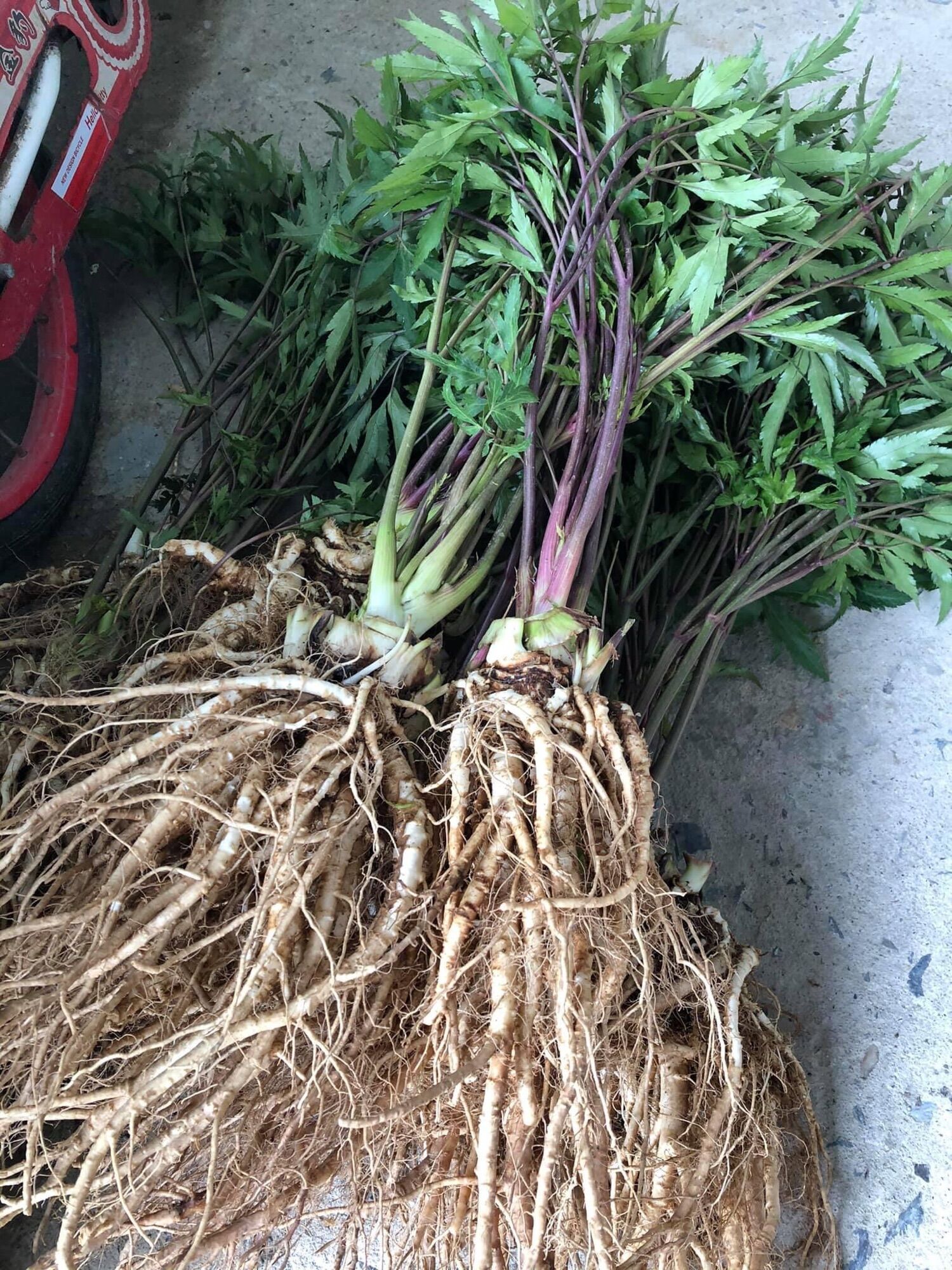 Sâm đương quy tươi Tây Bắc (150k/2kg)