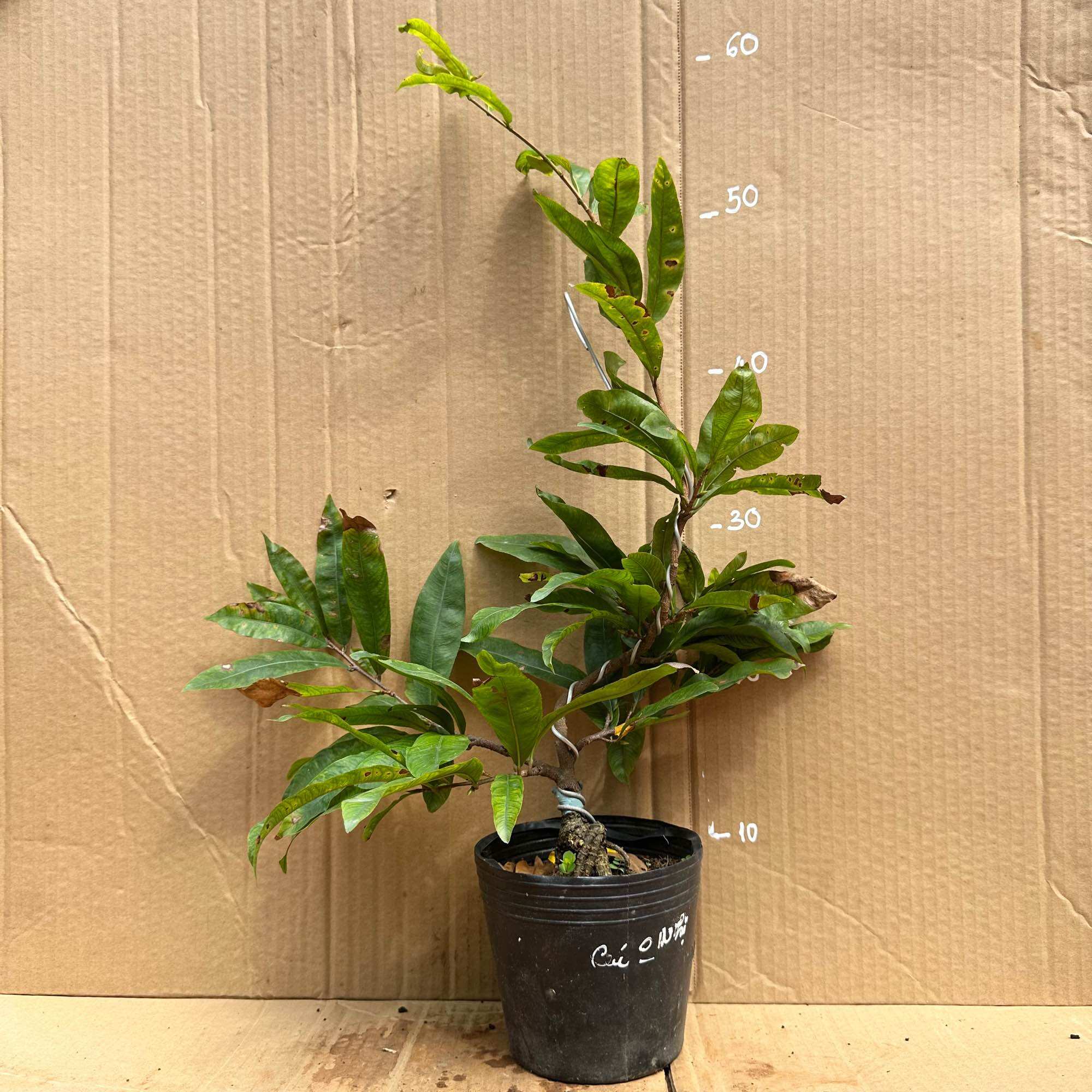 (Ra hoa Tết) Cây mai hoàng huyết long (mai cúc không nhị) - mini bonsai