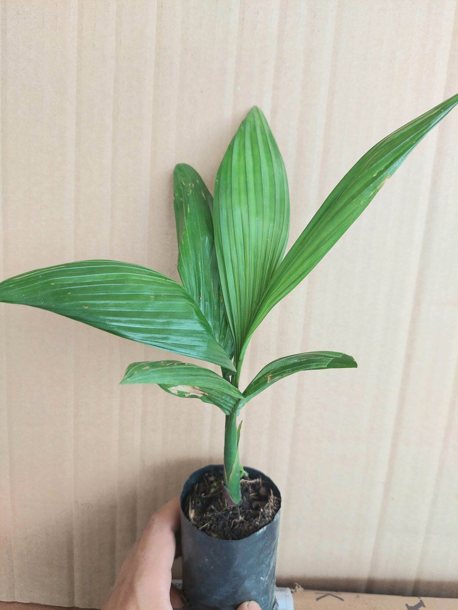 Cây cau lùn tứ quý