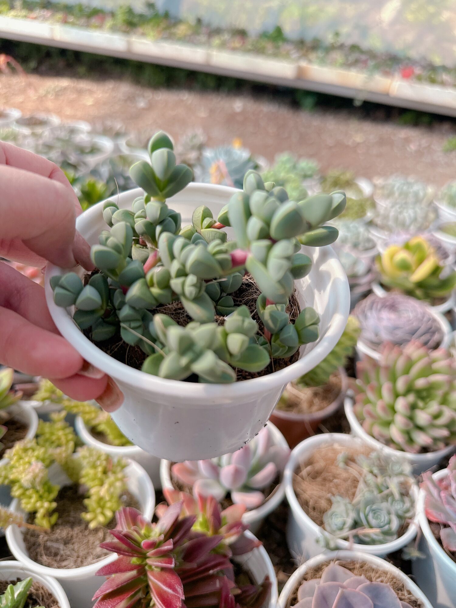 Sen đá trái tim size trung 5-7 cm đã thuần khí hậu