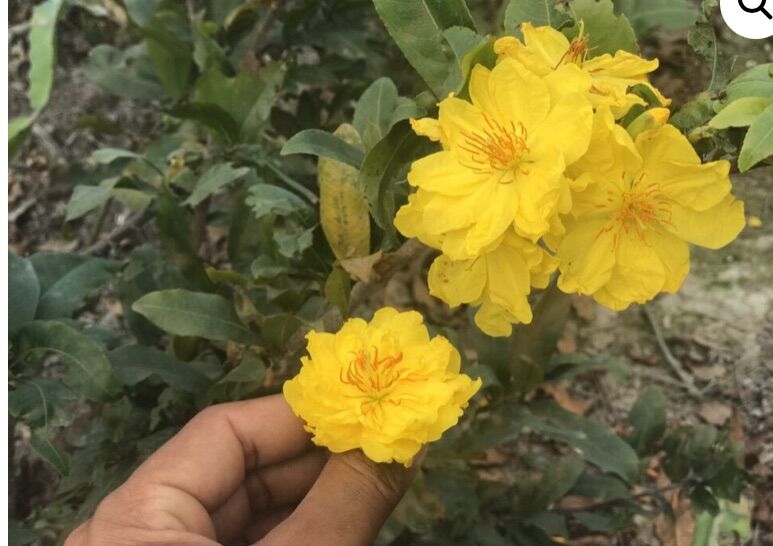 Conbo 3 cúc thọ hương