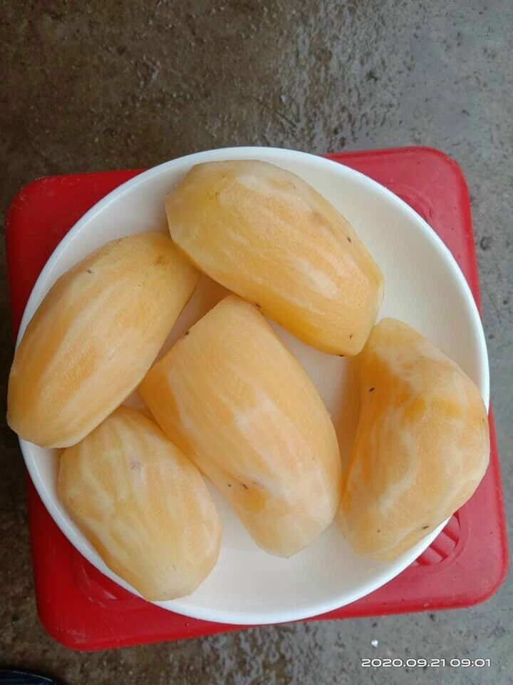Combo 3kg KHOAI SÂM ĐẤT Lào Cai ăn sống (củ 4-5củ/1kg)