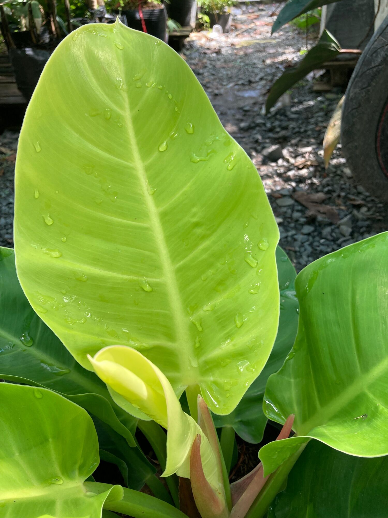 Đế vương vàng