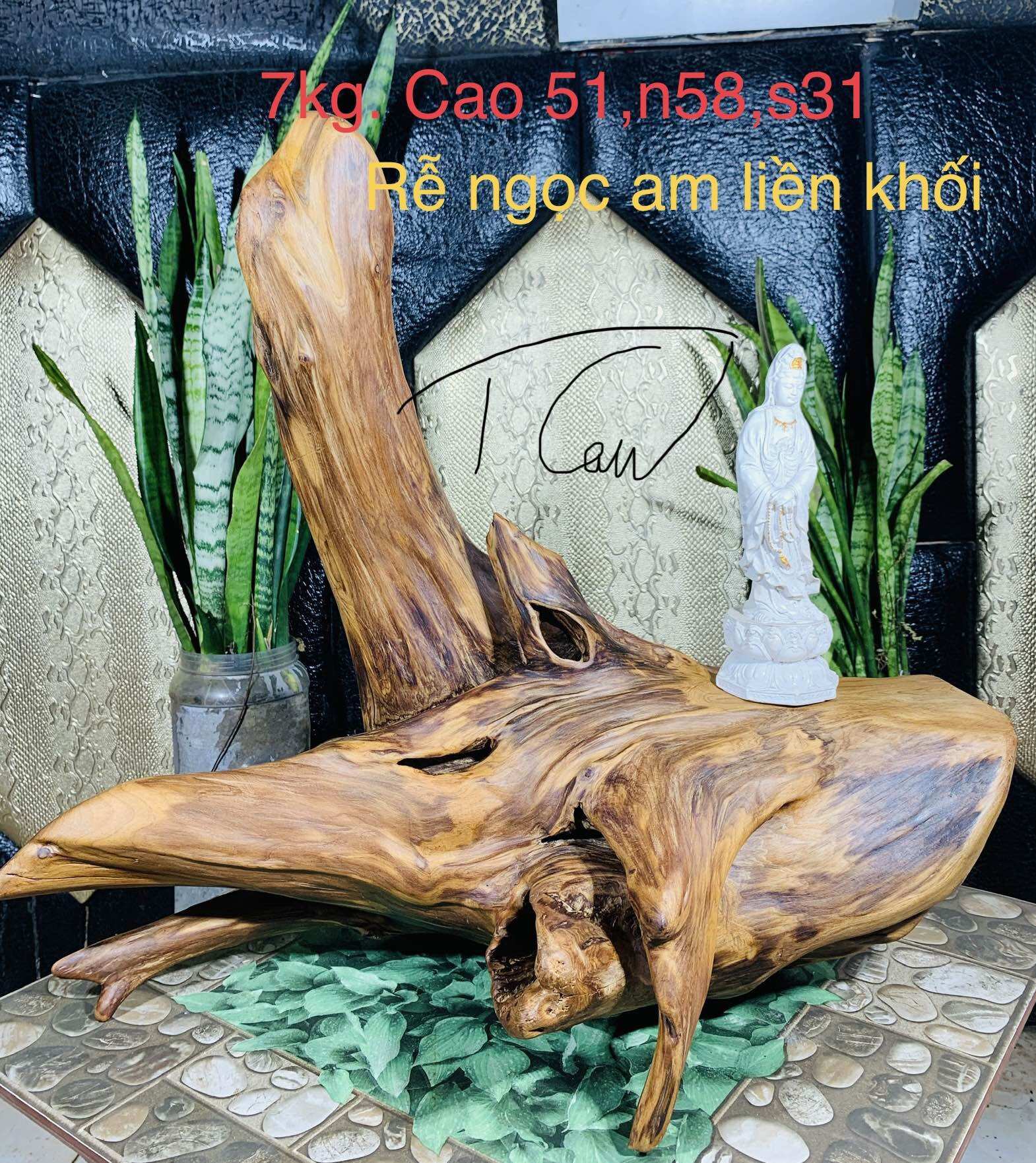 Lũa ngọc am đỏ hà giang, hàng sụn gỗ già đanh.