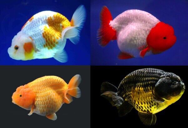 200 Gram Thức Ăn Cá Kiểng 7 Màu, Cá Vàng, Betta, Guppy, Dumbo