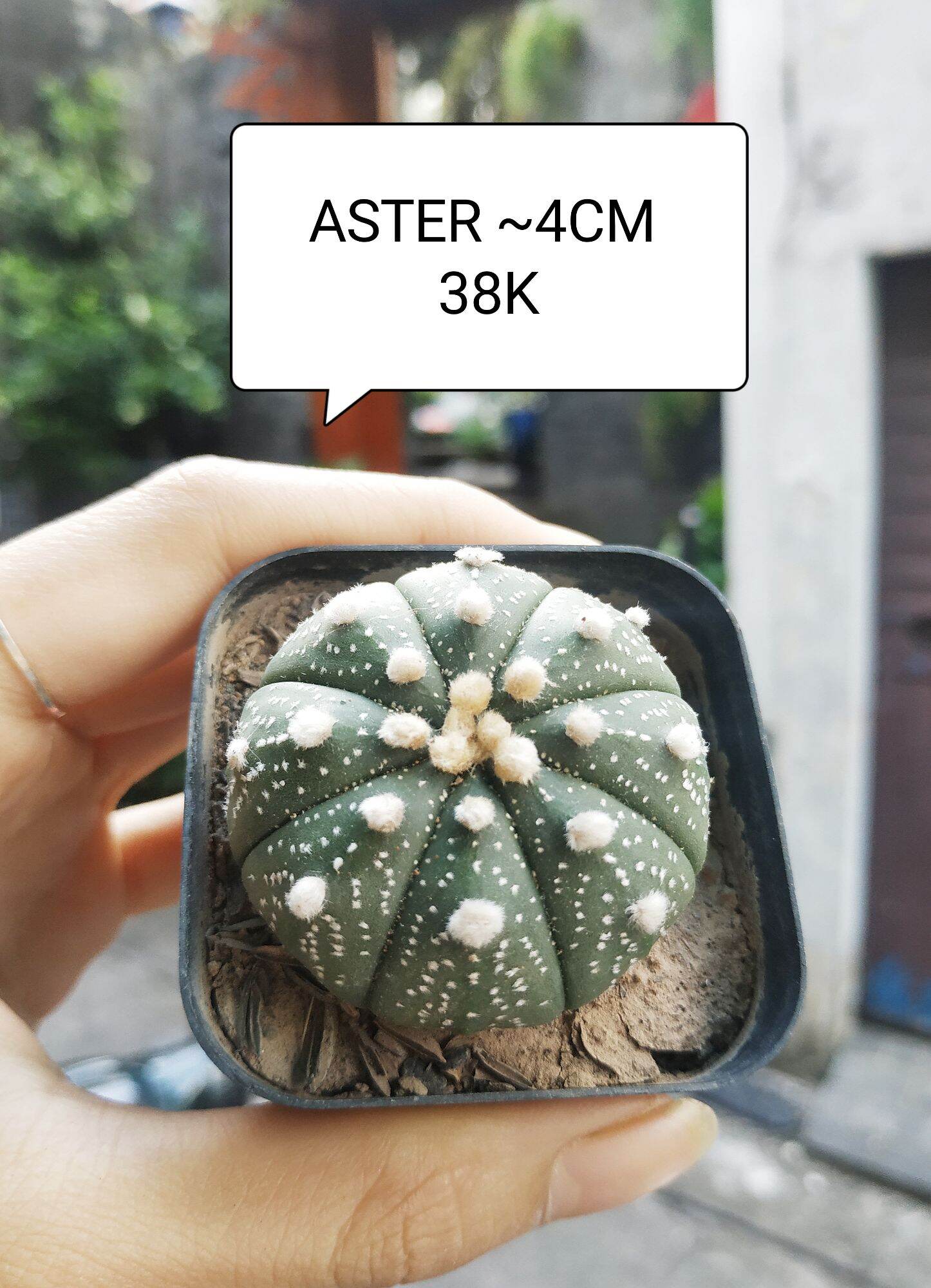 Xương rồng aster 3-4cm