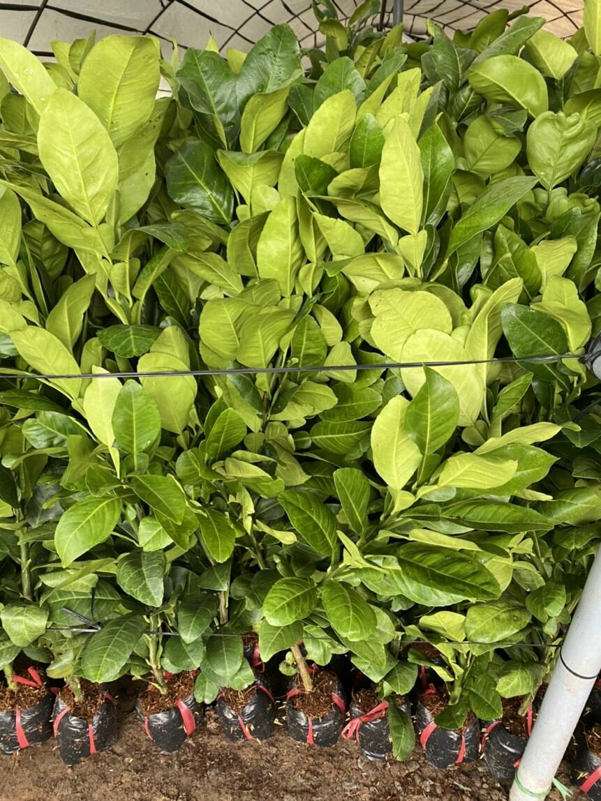 Bưởi 5 roi